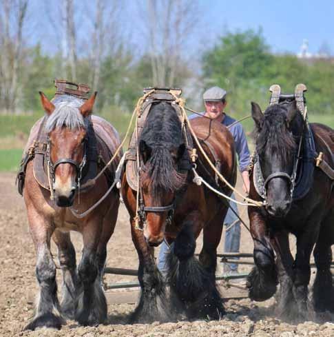 De gemeente Borsele heeft een naam hoog te houden op het terrein Bestuurlijke Vernieuwing. Zo werkt de raad van Borsele al sinds begin jaren negentig zonder commissies.