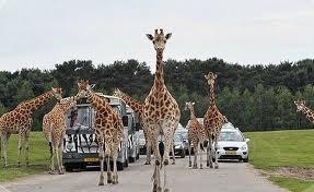 indrukwekkende natuur op het safariresort Beekse Bergen.