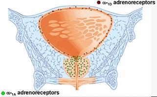 American Urological Association (AUA), Guidelines on the management of benign prostatic hyperplasia, European Association of Urology (EAU), Management of non-neurogenic Lower Urinary Tract Symptoms.