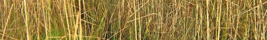 grassen en wat kruiden, waaronder paddenrus, wederik, melkeppe,