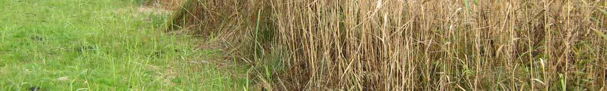 riet staan grassen en kruiden, waaronder grote zegge, haarmos, haagwinde,