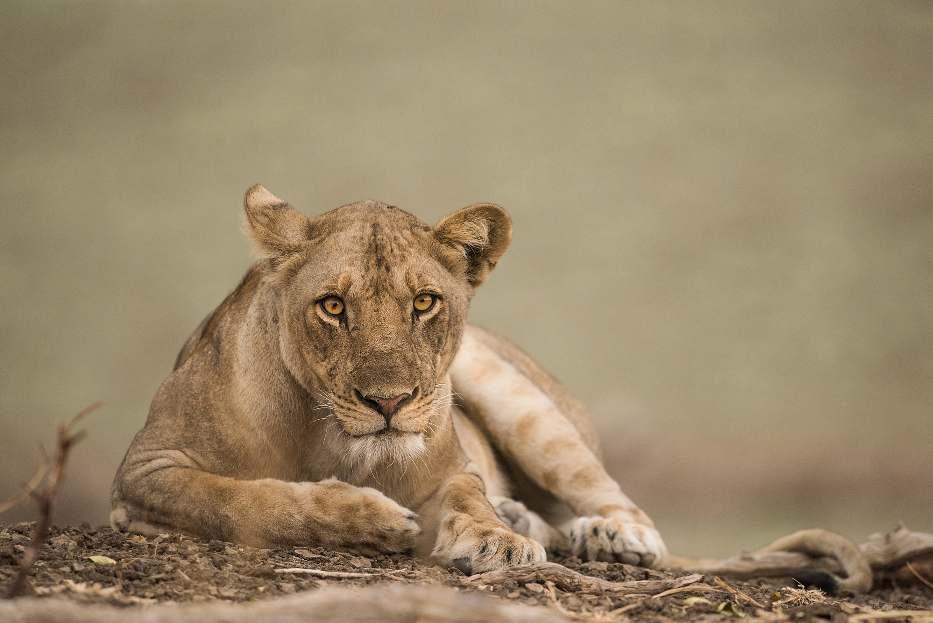 Exclusief South Luangwa - Land van Leeuw en Luipaard (11 dagen, 10 nachten) Men kan lang discussiëren over welk natuurreservaat in Afrika nu het beste is.