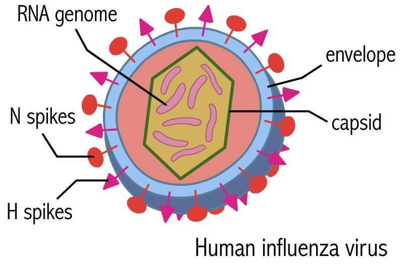 6. Griepprik + Influenza virus + Griepprik Volwassenen > 60 jaar