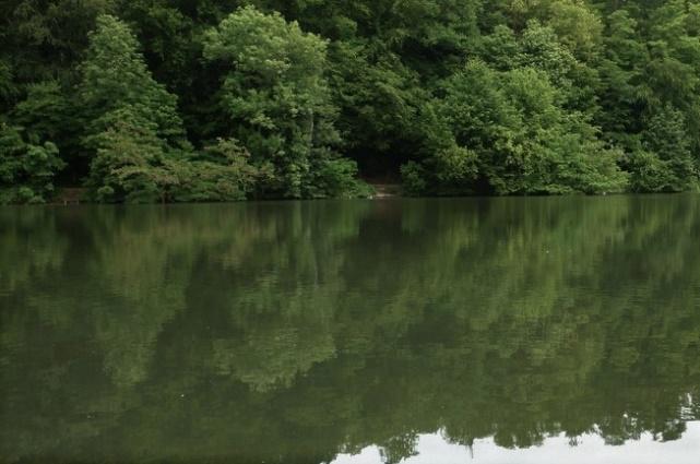 De oevers van het water zijn dicht begroeid met overhangende bomen en op enkele plaatsen groeit riet (figuur.).