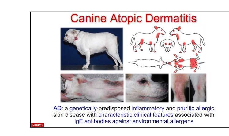 Nieuwe toepassingen in de behandeling van atopische dermatitis bij de hond Vandenabeele Sophie Caniene atopische dermatitis Een genetische gepredisponeerde