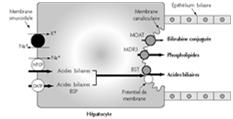 Leverparameters: cholestaseparameters: Alkalische fosfatase = enzymes aanwezig in meerdere weefsels, met bijzonder hoge concentraties in het canaliculaire plasmamembraan van hepatocyten (galweg) en