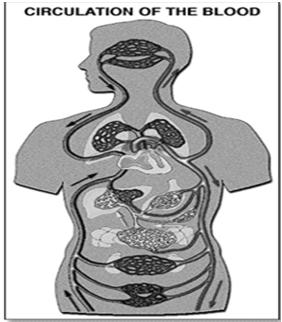 Anatomie: bloedvatensysteem Anatomie: