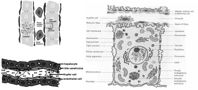 kubische cellen (kubische cellen in