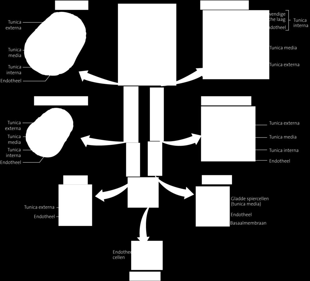 4. Structuur