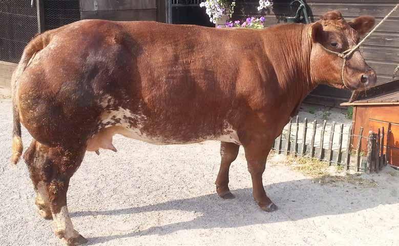 en liet snel zien wat aanpakken was. Ze voerde al gauw de kalfjes, iets waar je engelengeduld voor moet hebben en waaraan het mij echt ontbreekt. Al gauw deed ze intrek op de farm.