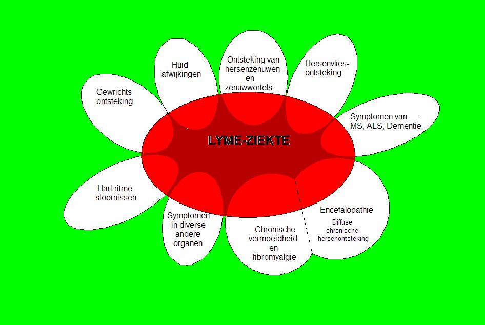 Symptomen die bij Lyme-ziekte