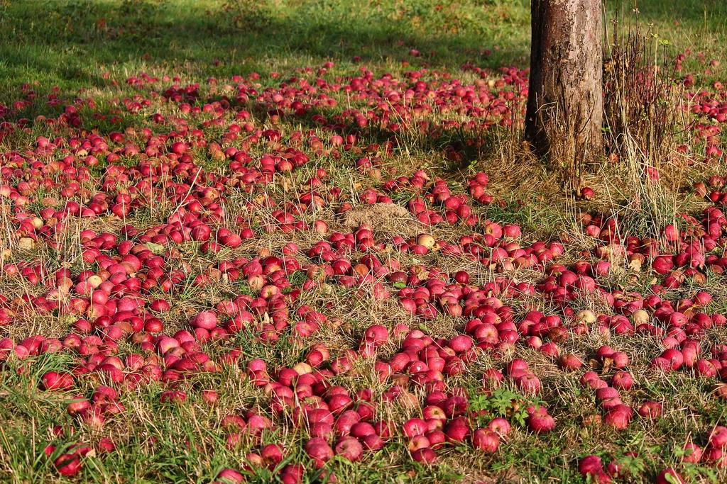 De appels vallen nog steeds niet ver van de boom.