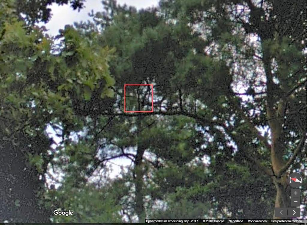 Figuur 2.7, Google Streetview, september 2017, boom zonder nest in 2017 (vierkante contour) 2.