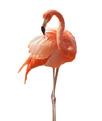 mus vleermuis reiger flamingo ooievaar 2 5 4 1 3 b Rangschik de vliegtuigen alfabetisch.