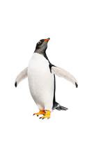 Vogeltje, waarom vlieg jij niet? Pinguïns zijn echt vreemde vogels. Ze kunnen niet vliegen. Dat komt omdat ze hun vleugels gebruiken om te zwemmen.