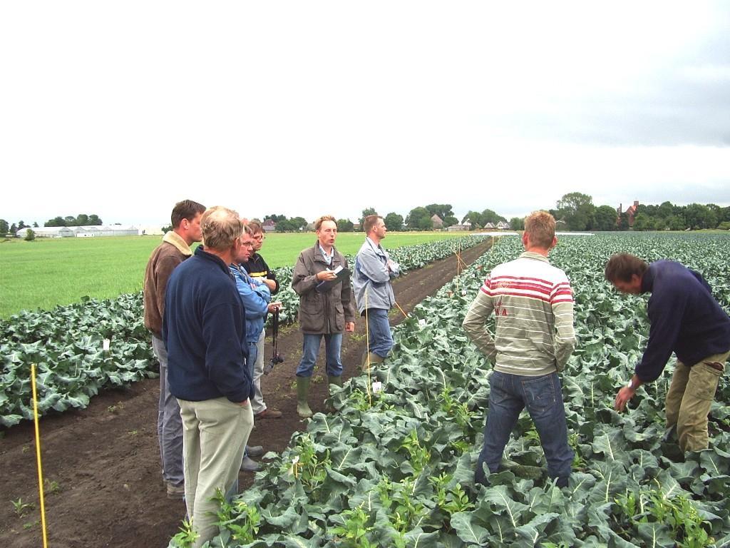 3.2. Effectiviteit Wervershoof 2008 Overeenkomstig met de bepalingen in de proefopzet werden alle velden op het proefveld vanaf het planten om de twee weken beoordeeld op aantasting door de