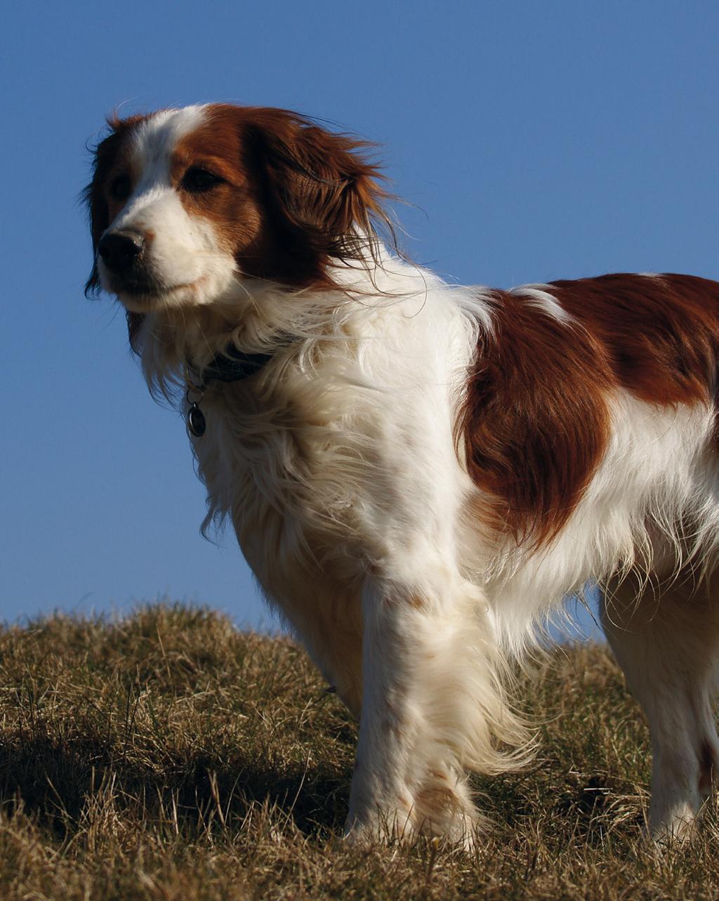 DE PERFECTE BASIS VOOR EEN PRACHTIG RAS 4 DE NATIONALE 29 Juni 2019 www.kooikerhondje.nl secretaris@kooikerhondje.