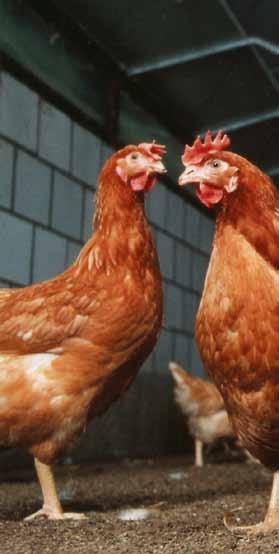 14 jaarverslag PPE 2009 2 Voedselveiligheid en kwaliteit Pluimveevlees en eieren vormen een belangrijke component van onze dagelijkse voeding.