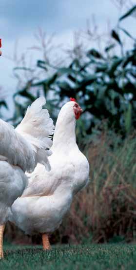 jaarverslag PPE 2009 35 een budget vastgesteld, omdat zij het in hun belang achten dat de afzet van pluimveeproducten (vlees en eieren) middels collectieve promotie wordt ondersteund.