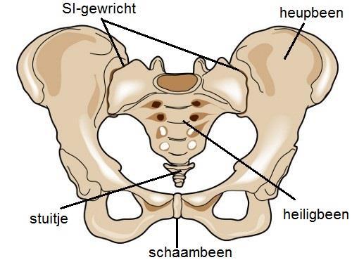 Schematische tekening van het sacro-iliacale gewricht Voorbereidingen Voor zowel de behandeling op de operatiekamer als de behandeling op de behandelkamer gelden dezelfde voorbereidingen, behalve het