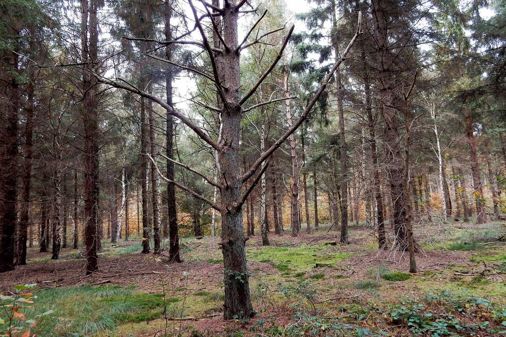 Veelgebruikte uitkijkpost van een Bosuil in perceel Sitkasparren, Rucphense Bossen, 17 oktober 2017. Frequently used lookout of a Tawny Owl in a plot of Sitka Spruce.