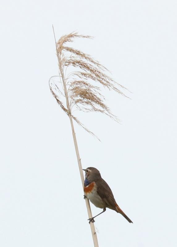 Blauwborst Oostvaardersplassen.