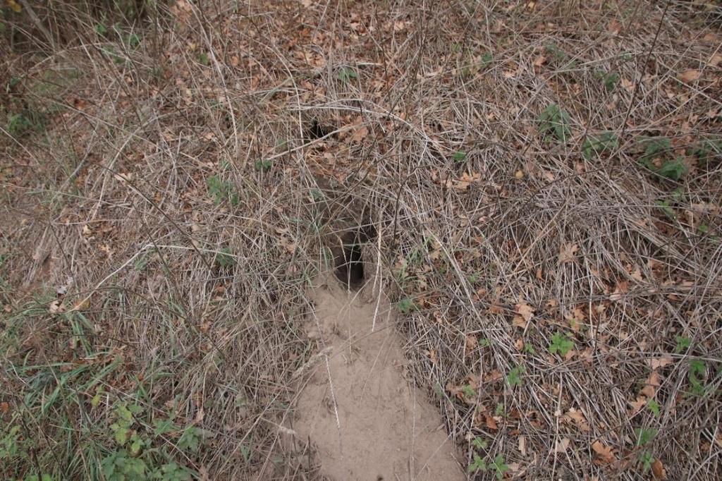 Er zijn diverse konijnenholen aangetroffen in het gebied. De holen zitten vooral in de bosranden.