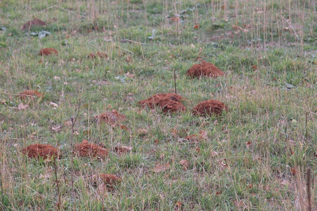 Foto 6: molshopen verraden de aanwezigheid van mollen Effecten op beschermde soorten dagvlinders, overige ongewervelden en grondgebonden zoogdieren treden in het geheel niet op.