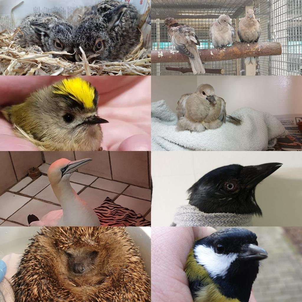 Help ons helpen Wij willen alle leden die hun lidmaatschap reeds hebben voldaan hartelijk bedanken voor hun bijdrage. Zoals u weet is onze wildopvang afhankelijk van giften en donaties.