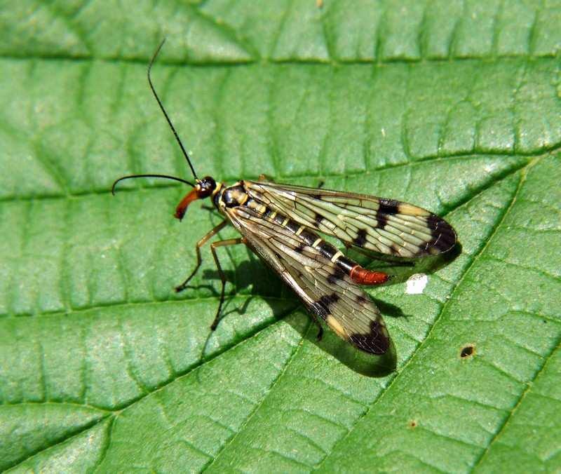 De Schorpioenvlieg is zo genoemd omdat het mannetje een tangvormig orgaan bezit dat op het achterlijf van een schorpioen lijkt. Het zijn fraaie vliegen.