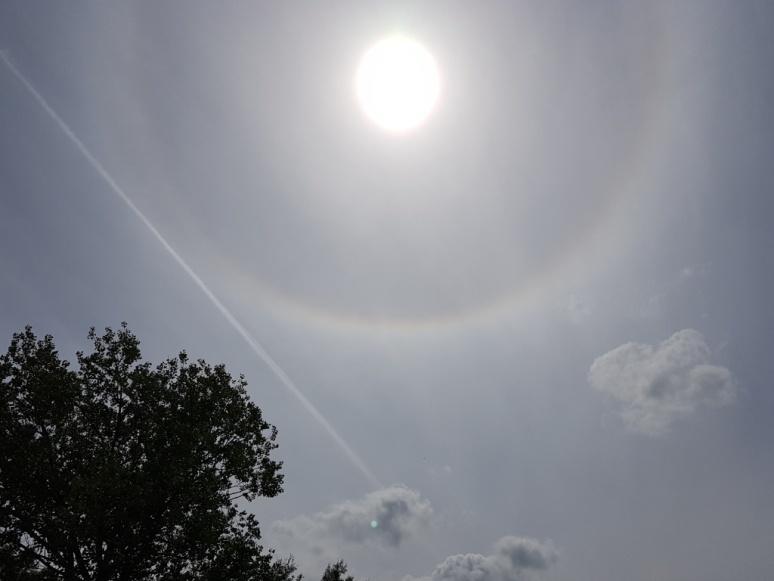 halo Ooievaars Purperreiger Waterviolier Zaterdag 15 juni 2019: Avondwandeling Gerhagen (5 dln).