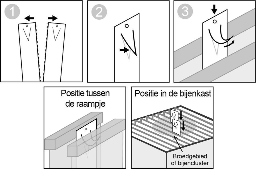 3. Duw elke strip tussen de twee raampjes aan de randen van het broednest of in het gebied waar de bijen zich bevinden met een minimumafstand van 2 raampjes tussen de strips.