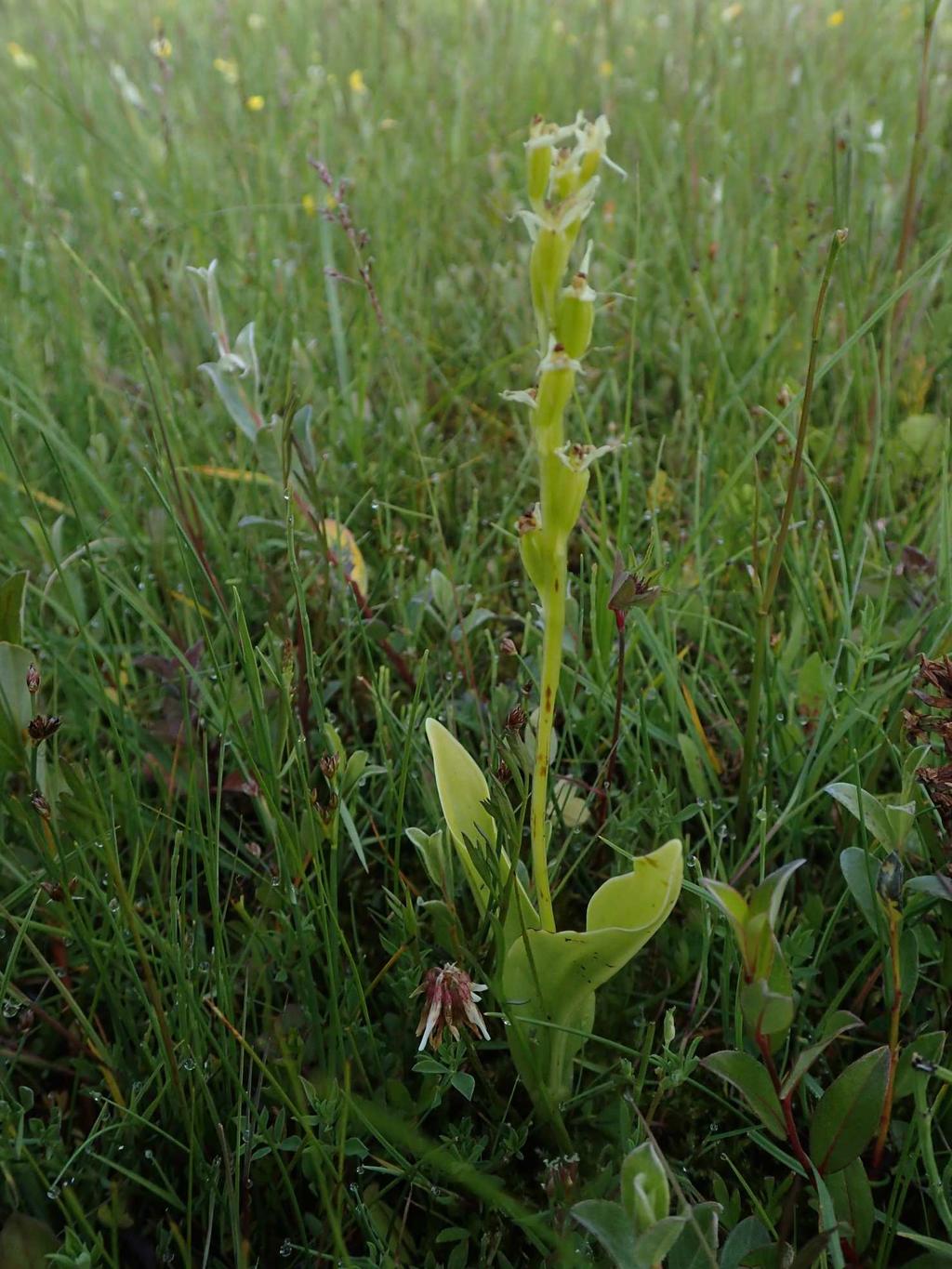 groenknolorchis Locatie 4 Gemeenteduin (Gemeente Westvoorne) Op deze locatie is