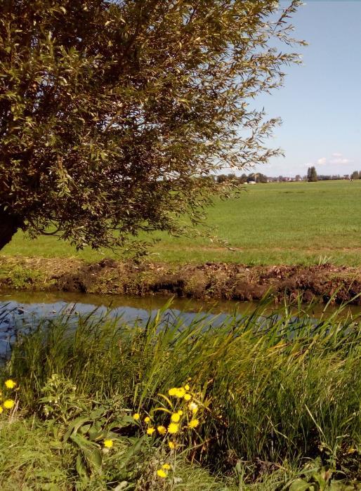 Concentraties bovengrond Molenwaard