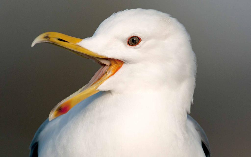 KORTE BIJDRAGE Individuele herkenning van over winterende Pontische Meeuwen Adult Pontische Meeuw, Grou, 2 februari 2014 (foto: Ruurd Jelle van der Leij). Adult Caspian Gull.