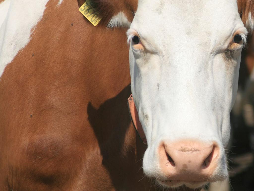 Je doet het om te laten zien dat melk echt van de boerderij komt!