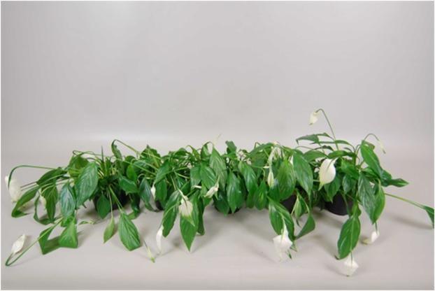 Spathiphyllum 'Chopin' 25174 25175