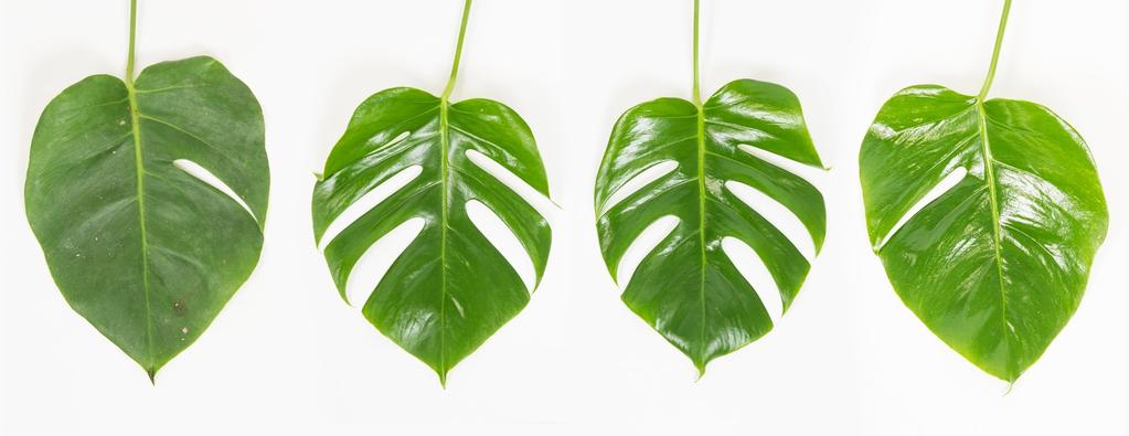 14 Monstera deliciosa Onbehandeld