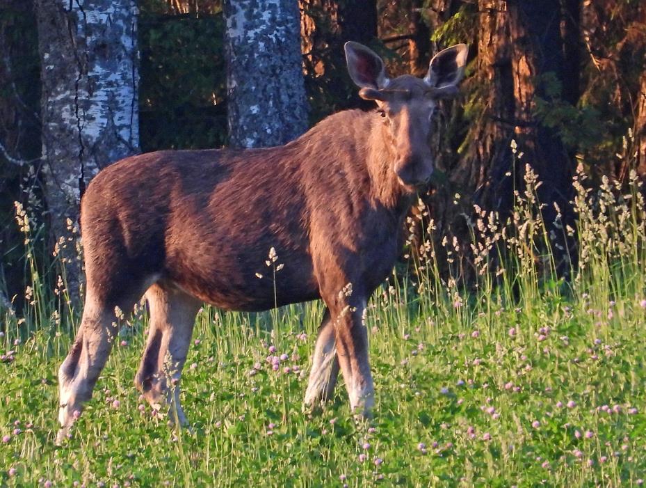 Eland man (foto: Nils van Duivendijk) Dag 3 [7 juni] Krasny Bor Voor het ontbijt bezochten we het nabij de logde gelegen dorpje.