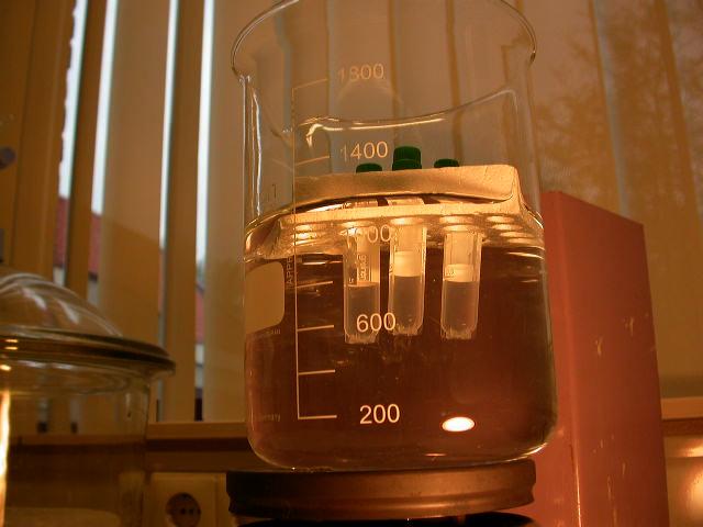 Zorg dat de vloeistof in de vaatjes onder het waterniveau in het bekerglas komt zodat het contact met het kokende water optimaal is.