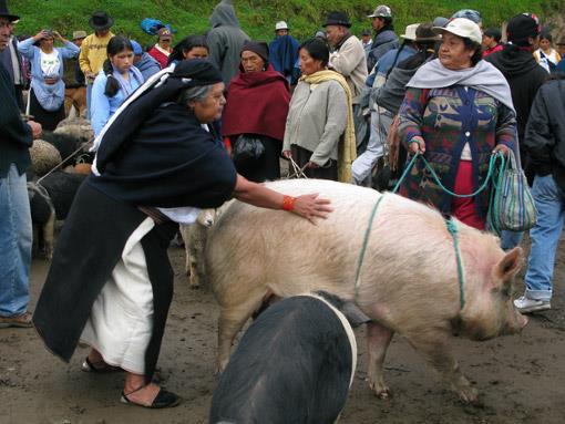 Hierna trekken we verder richting Mascaras, waar we ons gaan onderdompelen in de Afro cultuur van Ecuador. De reis gaat verder naar Otavalo.