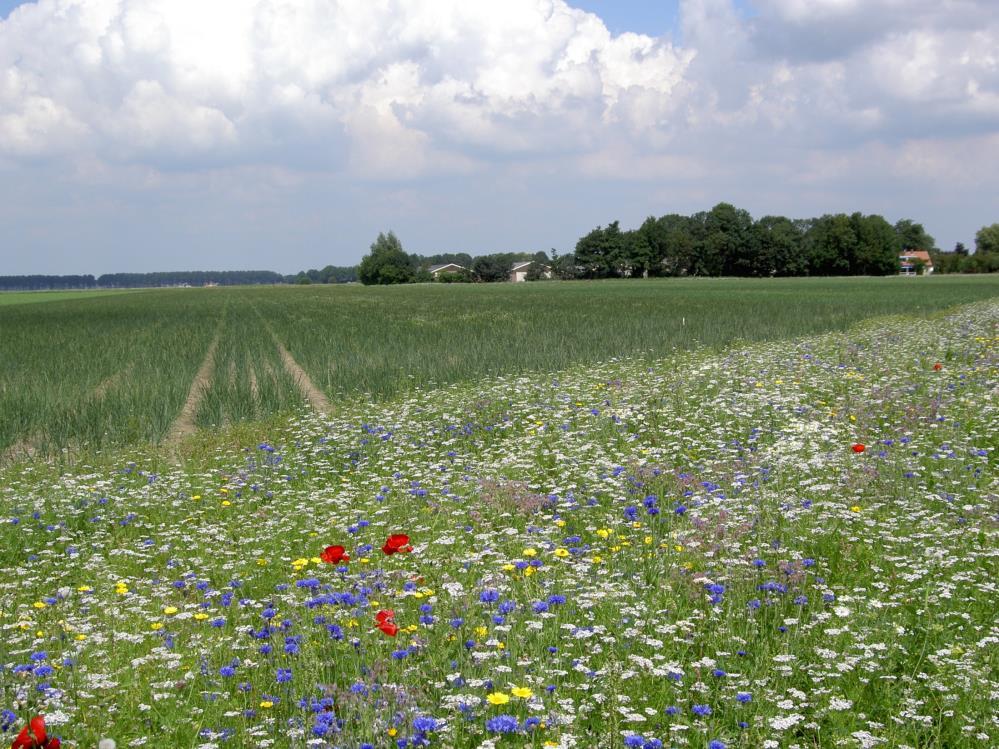 Akkerranden in Flevoland Wim