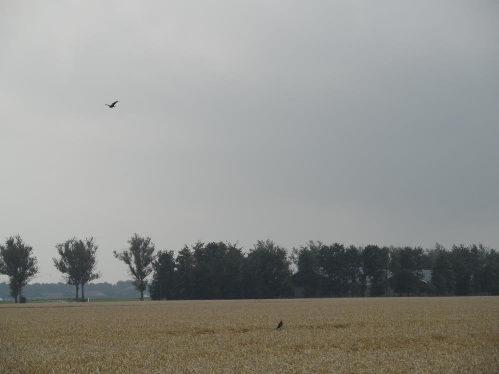 Voedsel voor vogels