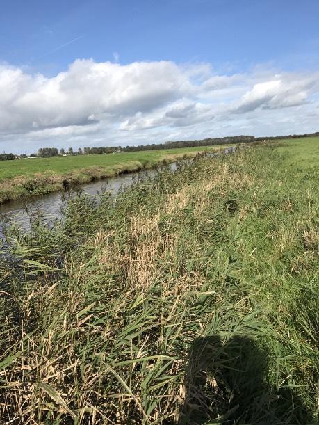 ! A:. 4: NVO met riet A:. 5: Een deels vergraste NVO. 5.4 Vergrassing Naast de bedekking met hoge soorten, zoals Riet, is ook gekeken naar de vergrassing van de oevers.