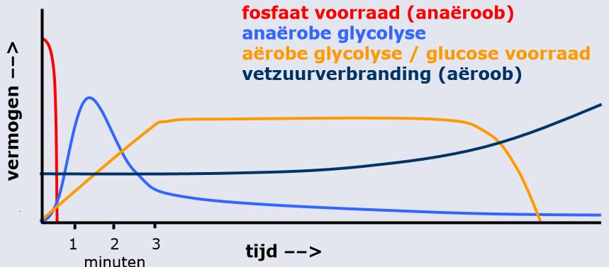 Energie Sporten vraagt energie om spieren te laten samentrekken Vormen van energie (brandstof):