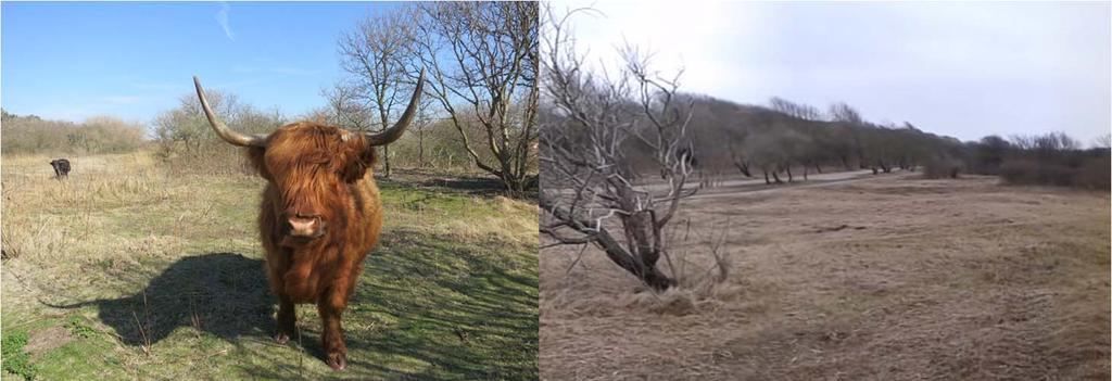 Begrazing Maaien en afvoeren