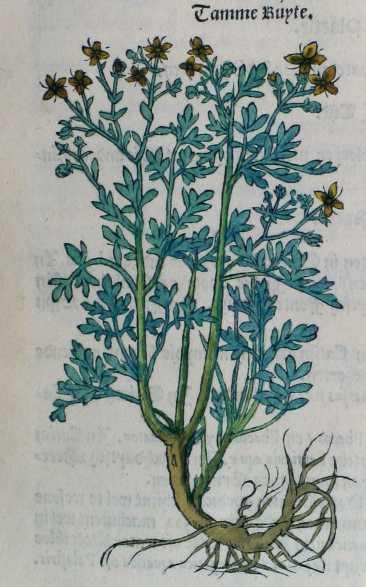 BIAXiaal 259 9 bekend. Waarschijnlijk werd het gebruikt als zaaigoed om in de loop van het jaar verse hyssop te kunnen oogsten. Figuur 4 Wijnruit (Tamme ruyte) uit het Cruijdeboeck van Dodoens (1554).