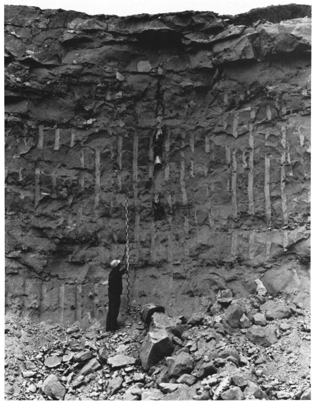Fig. 4. Boomstamvormige vuursteenknol in de wand van de groeve ENCI aan de St. Pietersberg te Maastricht (ontsl. 61F-19). Foto: W.M. Felder, 1979. Fig. 3.