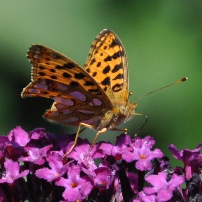 kleine parelmoervlinder Cijfermatig (inclusief dagactieve nachtvlinders): * onze vlindertuin: 18 verschillende soorten - totaal 76 exemplaren; * gemiddelde