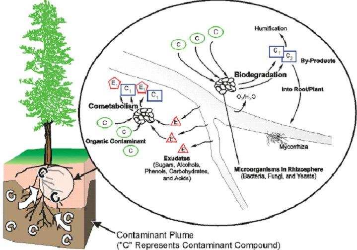 Fytoremediatie Verwijderingsmechanismen Opname met grondwater +